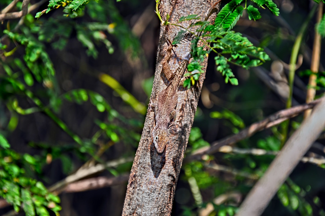 a lizard on a tree branch in a forest