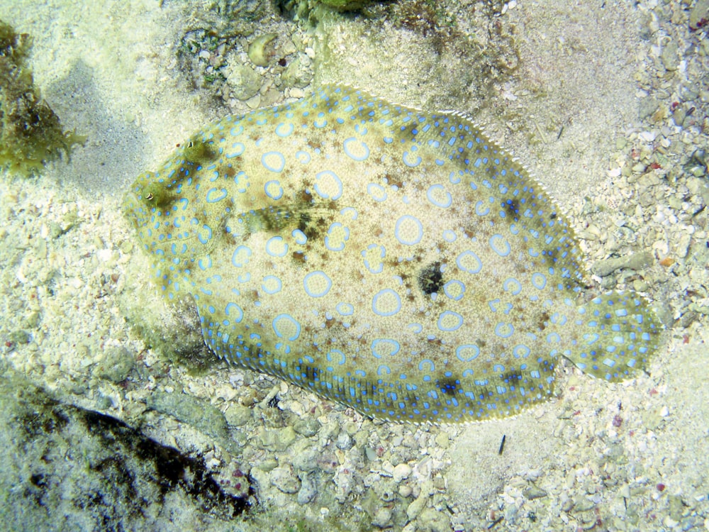 a blue and white fish laying on top of a sandy ground