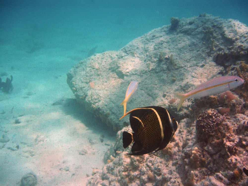 a black and white fish and some rocks and water