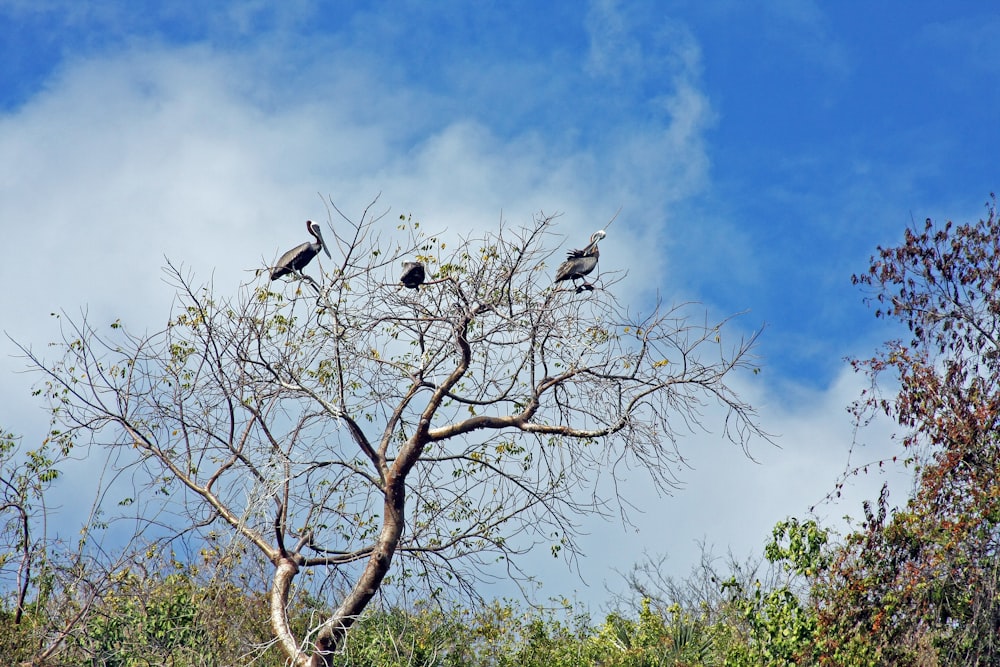 a group of birds sitting on top of a tree