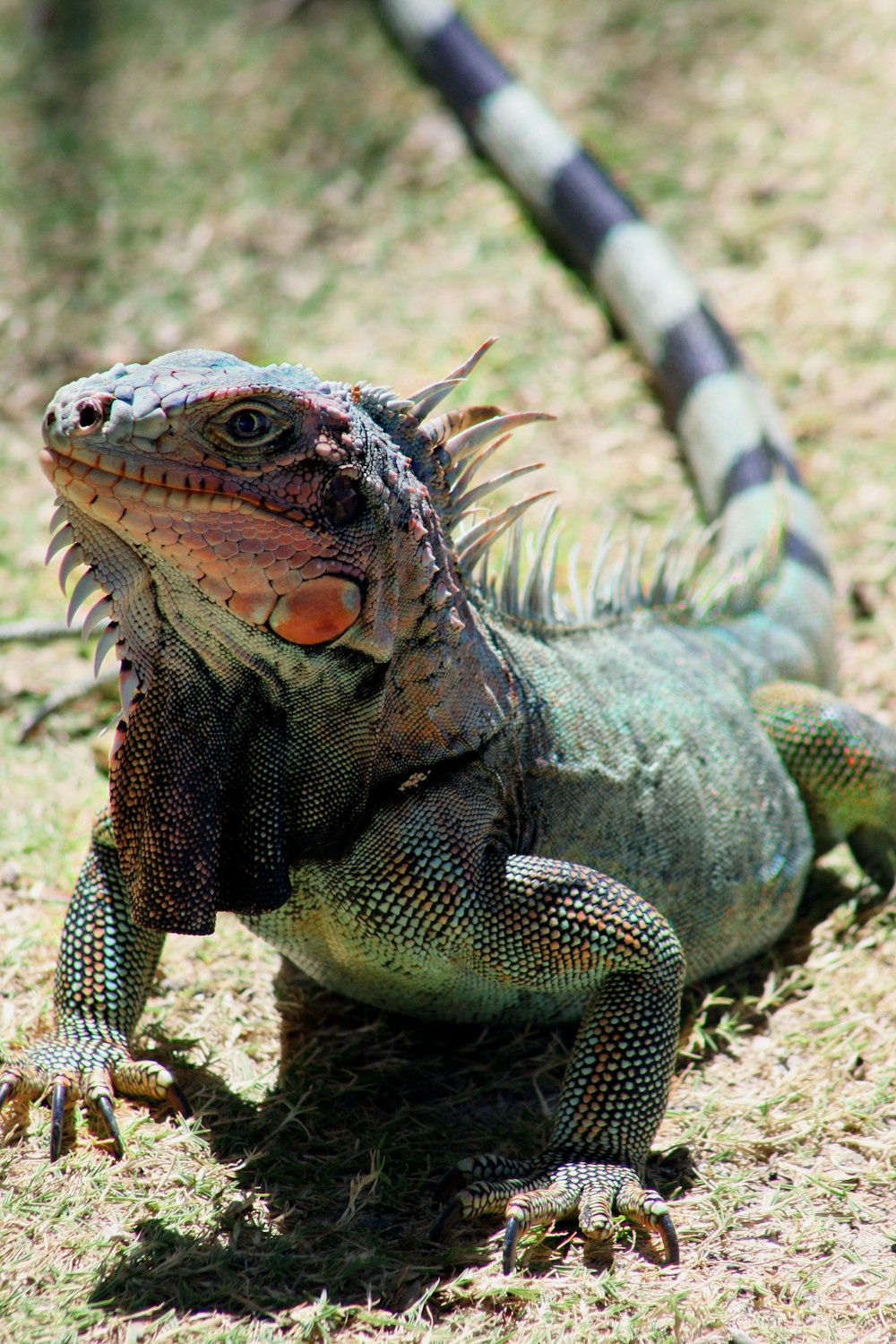 um lagarto grande sentado em cima de um campo coberto de grama