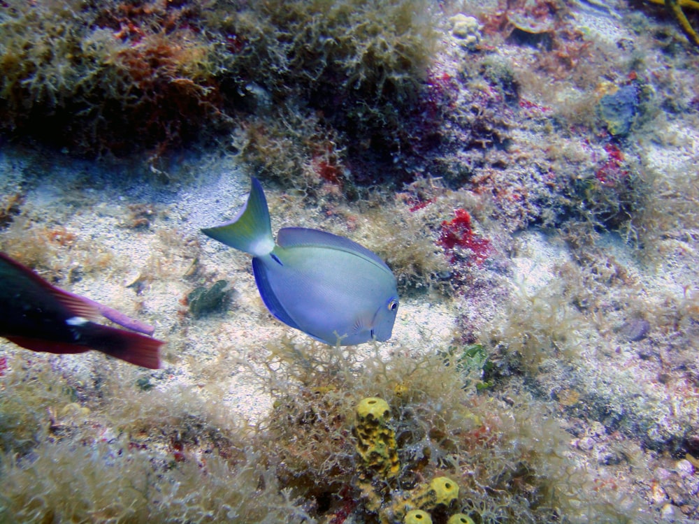 a blue and yellow fish on a coral reef