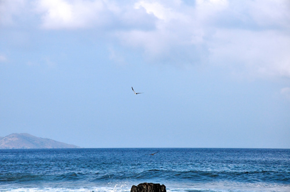 a bird flying over a body of water