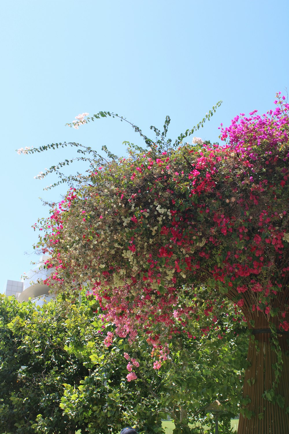 a large bush of pink flowers in a park