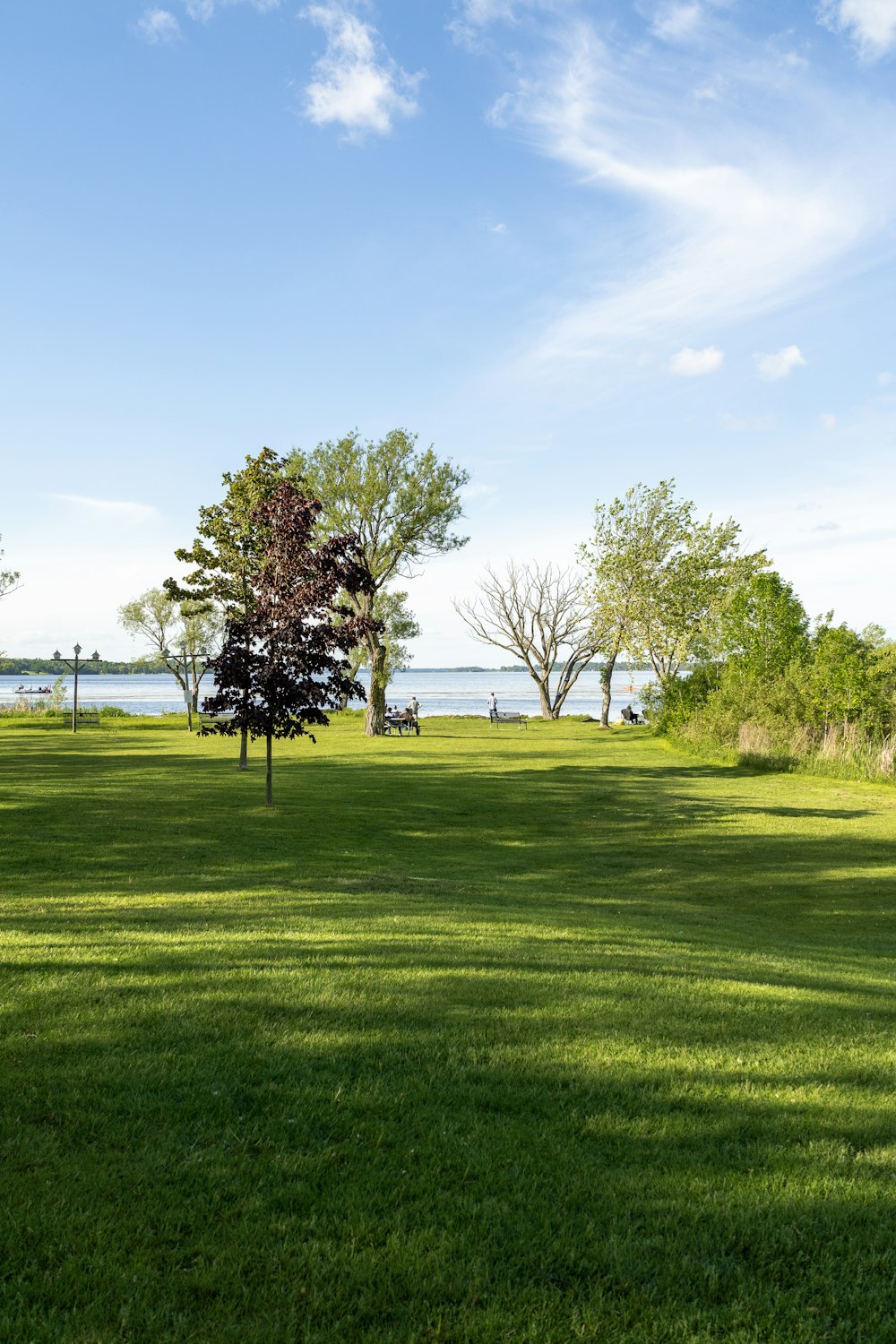 a grassy field with trees and water in the background