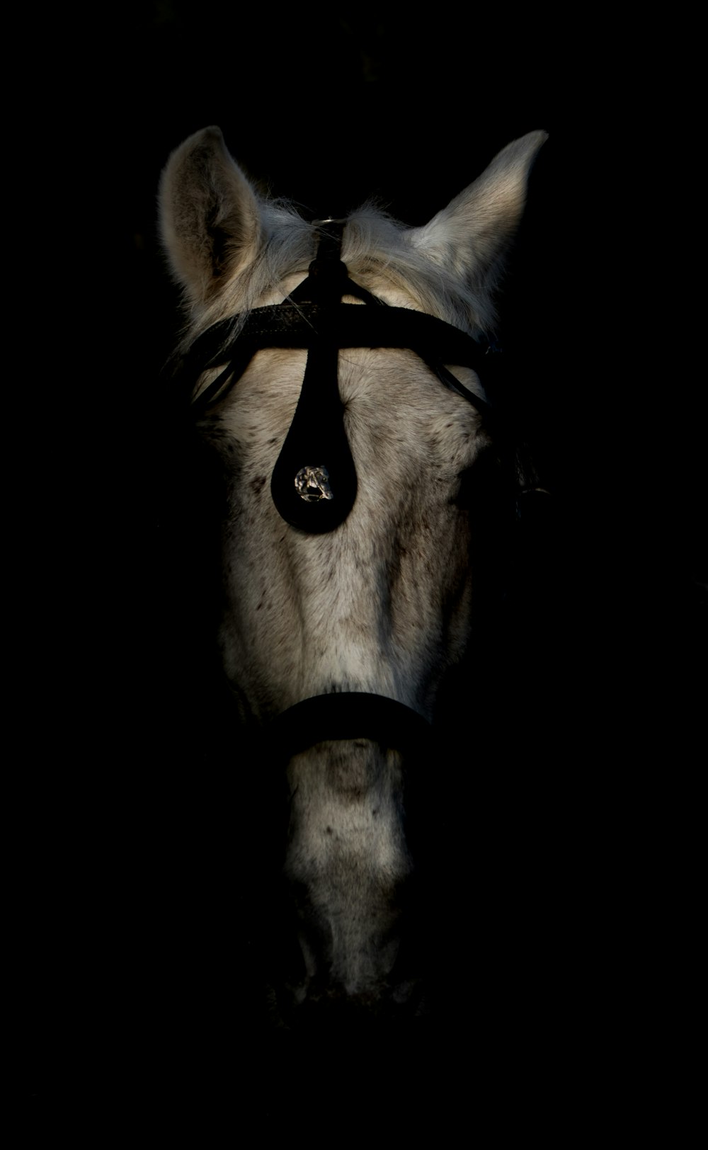 a close up of a horse's head in the dark