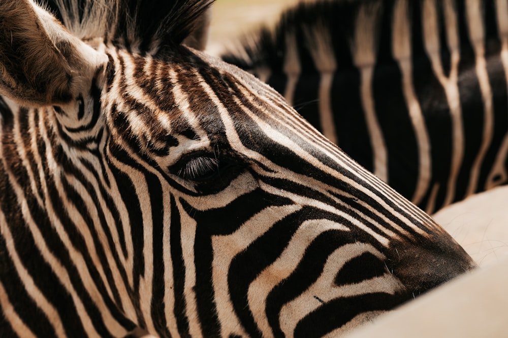 a close up of a zebra's head with other zebras in the background