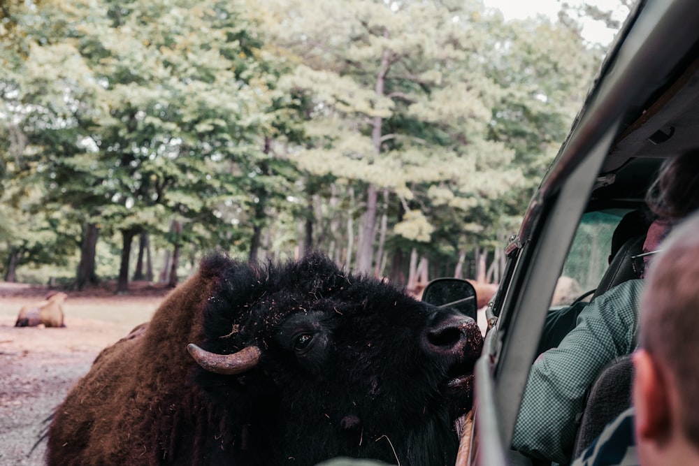 a large buffalo standing next to a man in a car