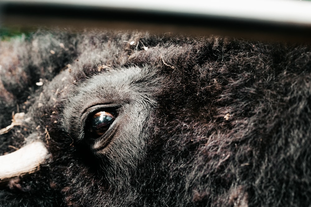 a close up of a bison's eye with a blurry background