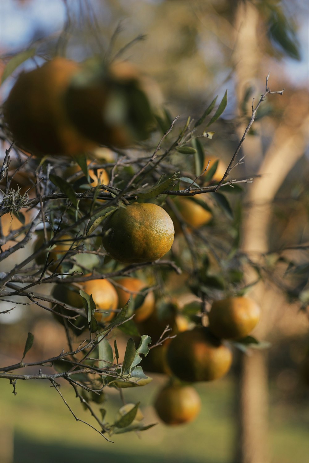 a tree filled with lots of ripe oranges