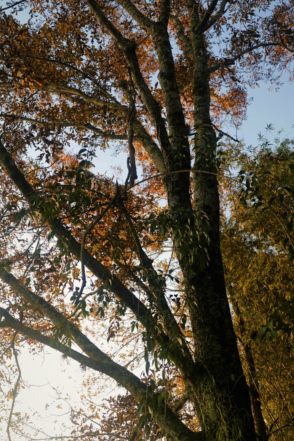 a person climbing up the side of a tree