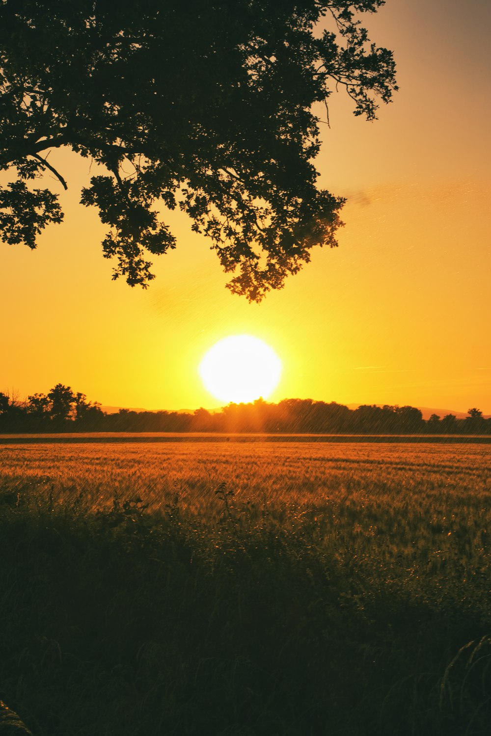 the sun is setting over a field of grass