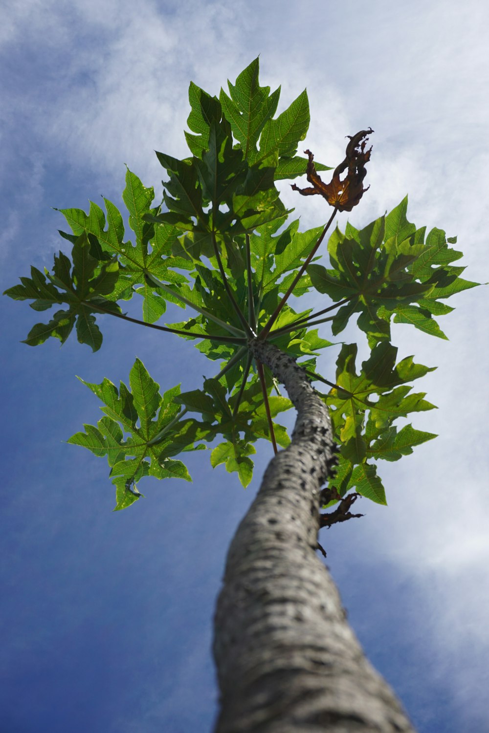 a tall tree with green leaves and a sky background