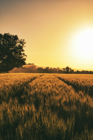 the sun is setting over a field of wheat