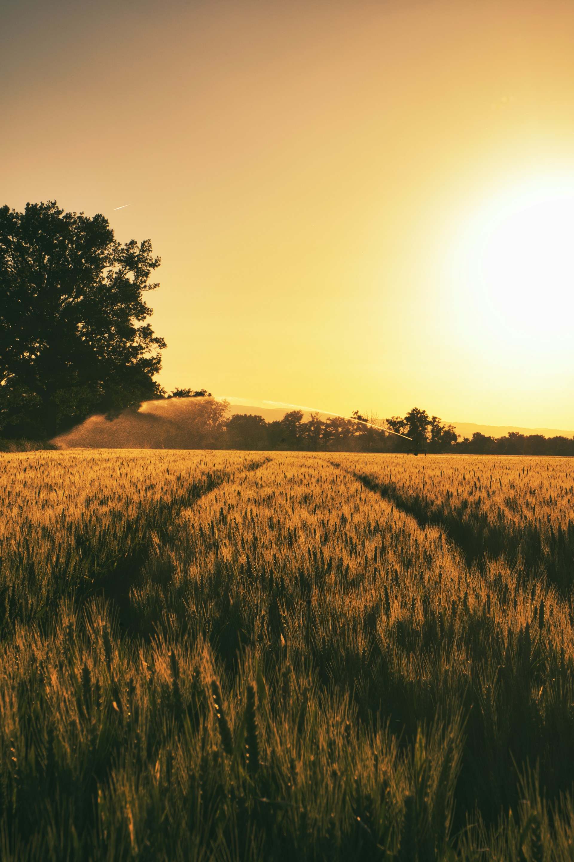 the sun is setting over a field of wheat