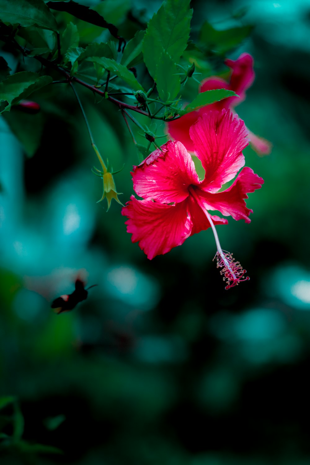 Una flor roja con hojas verdes en el fondo