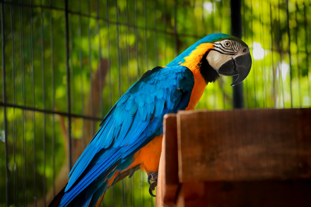 a blue and yellow parrot sitting on top of a wooden box