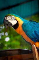 a colorful parrot perched on top of a wooden box