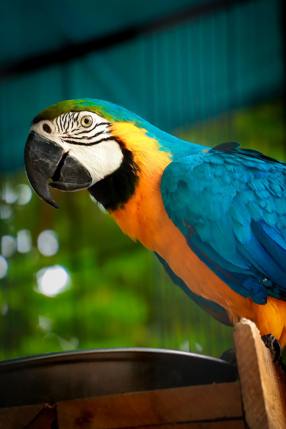 a colorful parrot perched on top of a wooden box