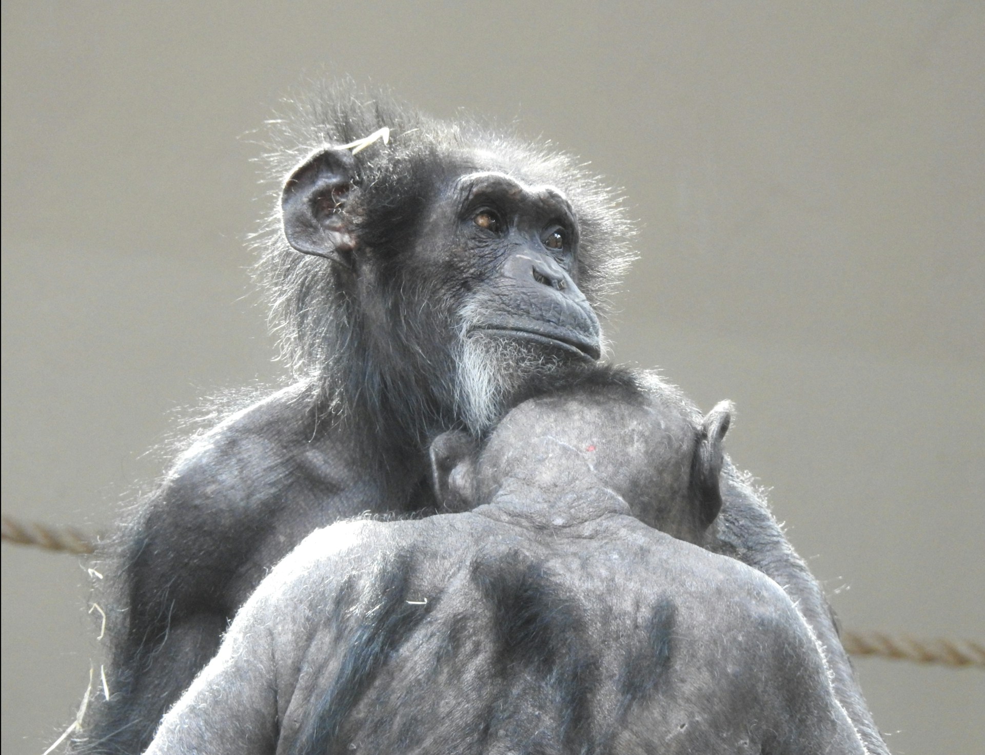 a close up of a monkey holding another monkey