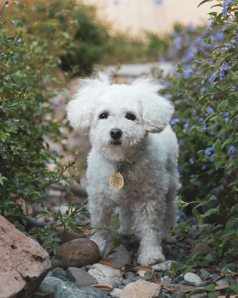 a small white dog standing on top of a rocky ground
