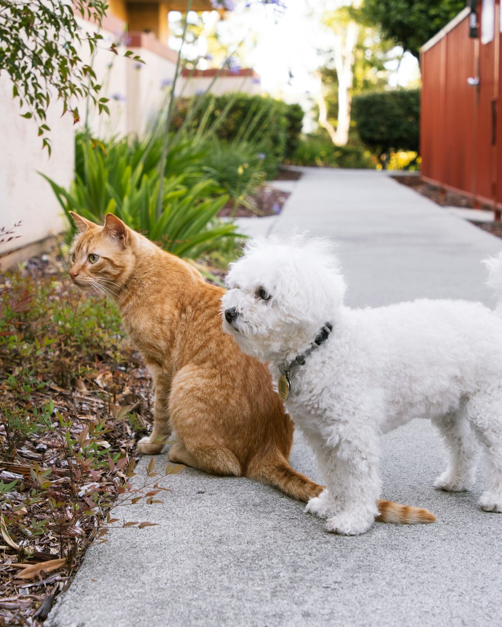 歩道に立つ猫と犬