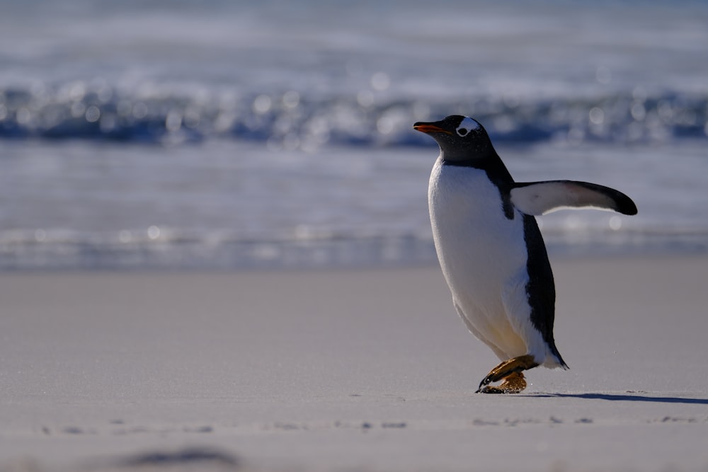a penguin walking on a beach next to the ocean