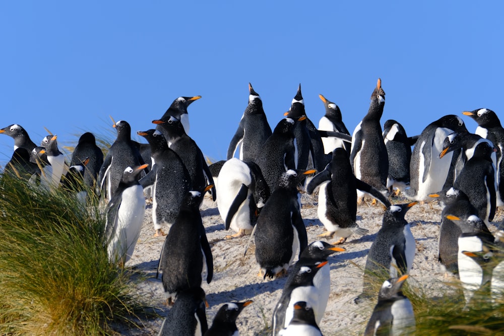 a group of penguins standing on top of a sandy beach