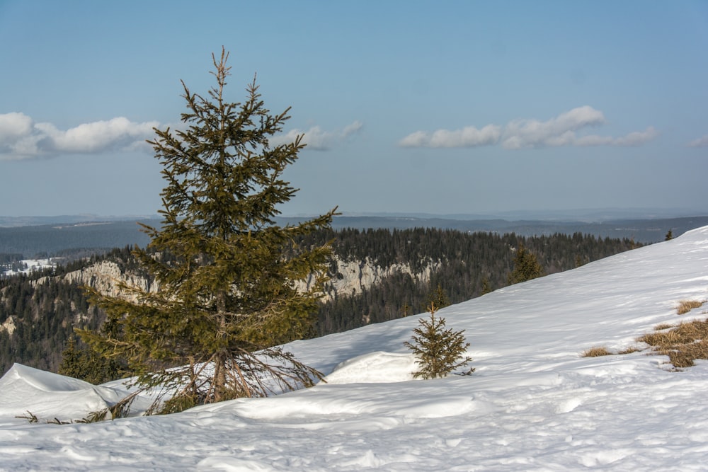 a pine tree on a snowy hill with mountains in the background