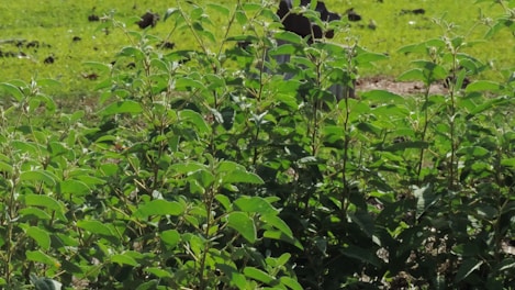 Tall, leafy outdoor plants thriving in a sunlit garden corner.