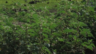 Dense green foliage with an abundance of lush leaves on multiple branches. The plants appear to be healthy and thriving in a natural outdoor setting, with a backdrop of grassy earth.