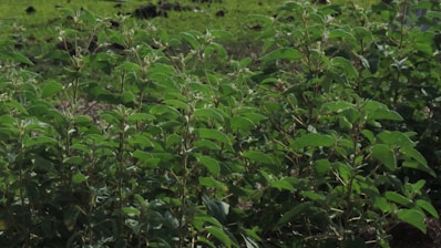 Dense green foliage with an abundance of lush leaves on multiple branches. The plants appear to be healthy and thriving in a natural outdoor setting, with a backdrop of grassy earth.