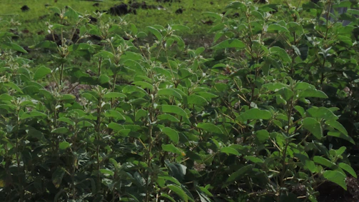 Fresh Baccharis dracunculifolia plants in the Brazilian biodiverse forest, source of green propolis