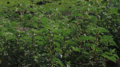 Side view of a healthy plant with strong lateral branches and dense foliage.