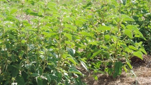 Fungicida Probiagro Plus