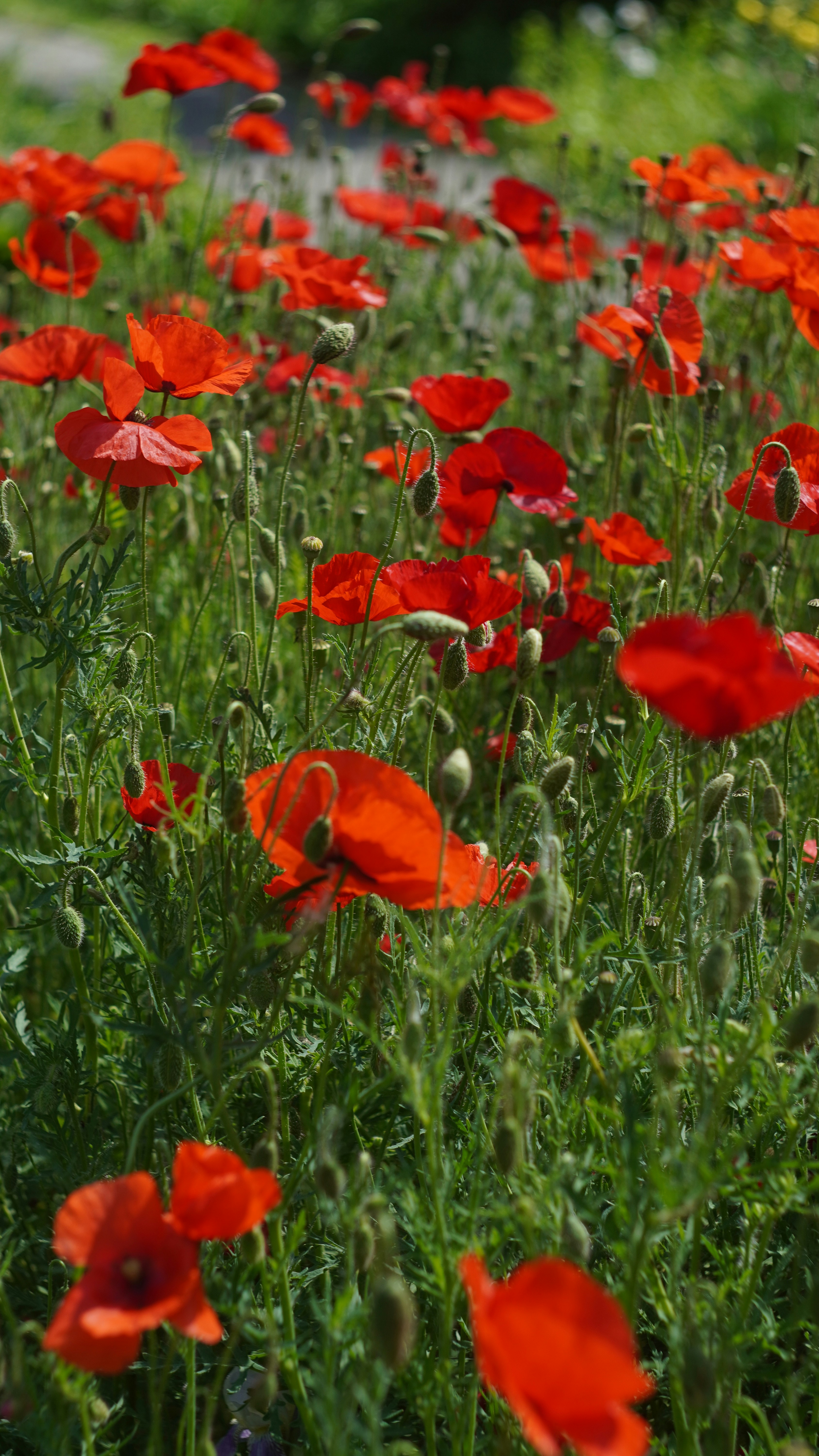 Photo by suleymanovae