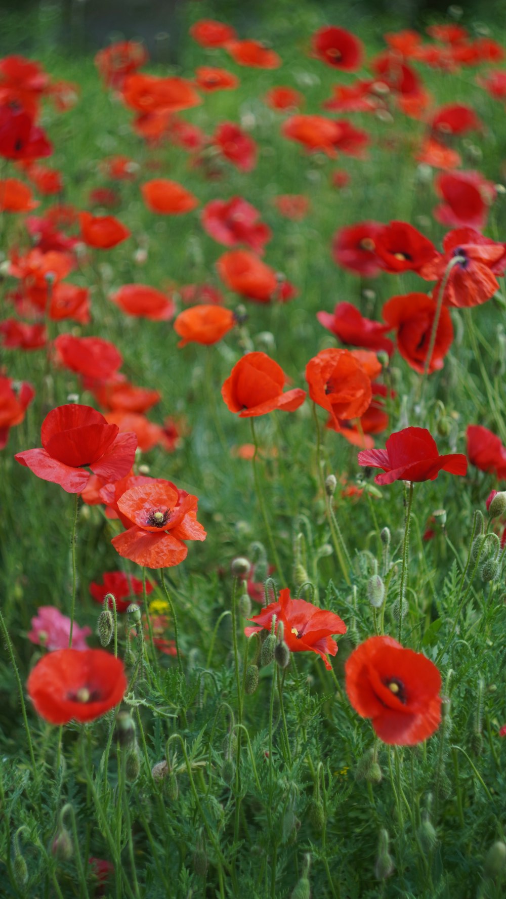 a field full of red flowers and green grass