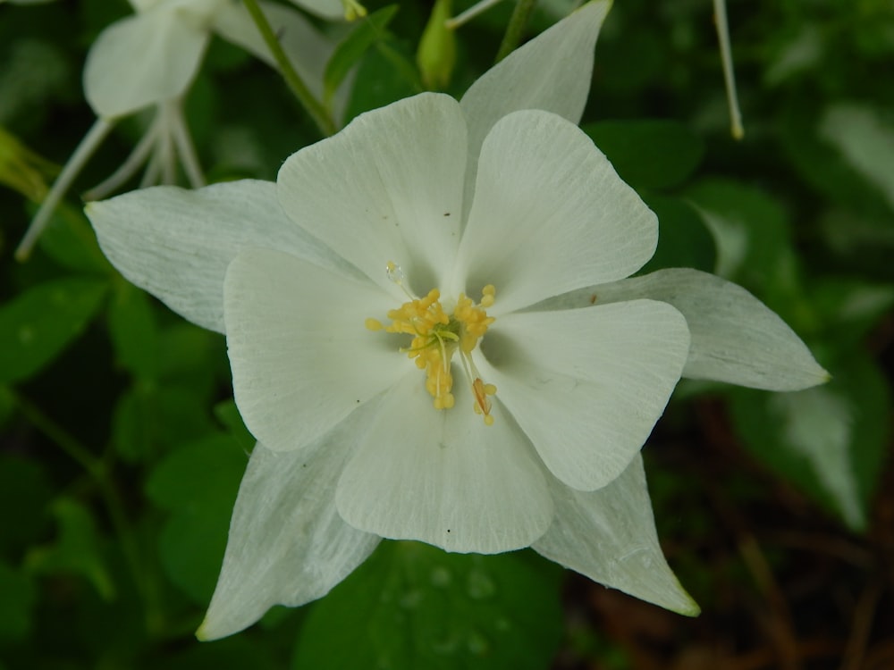 a close up of a white flower with green leaves in the background