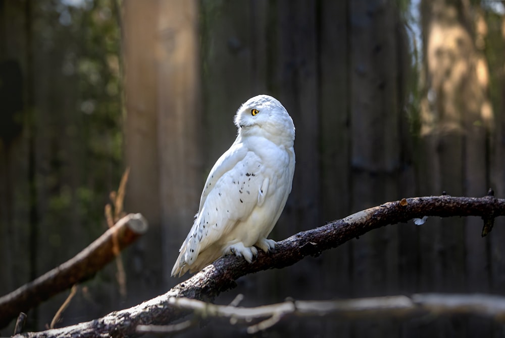 a white owl sitting on a tree branch