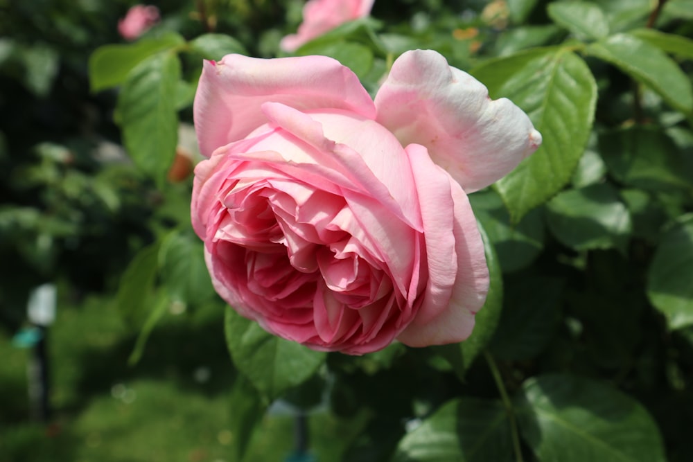 a pink rose is blooming in a garden