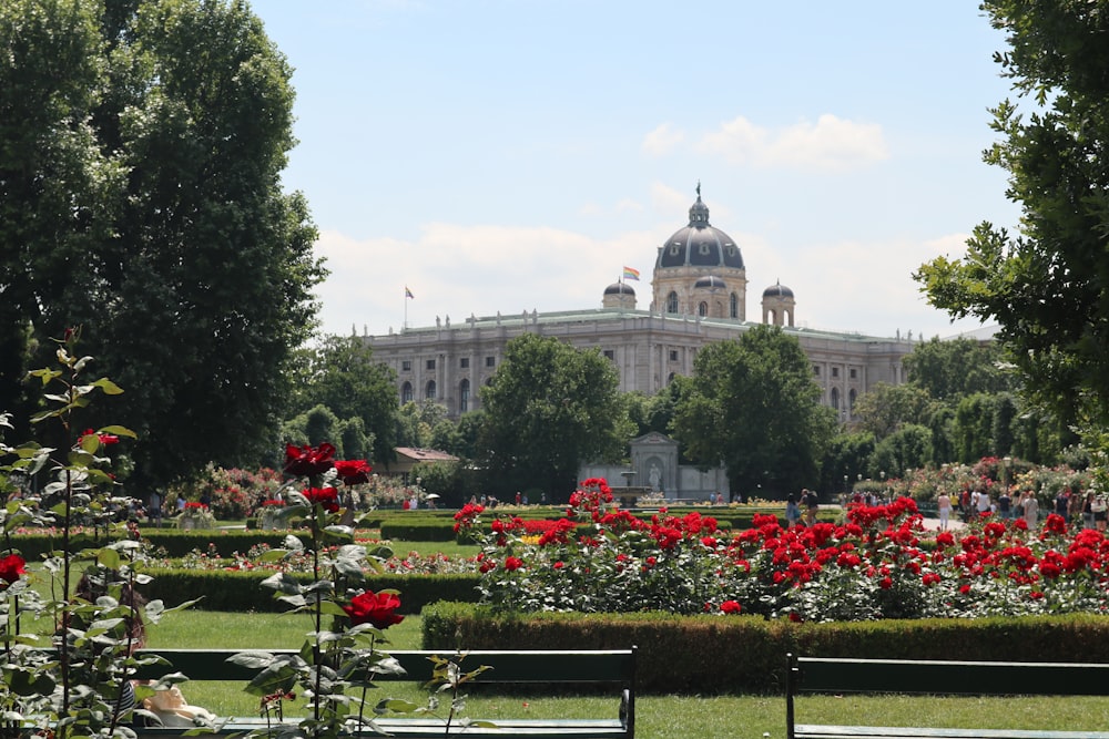 a view of a building from a park with roses in the foreground
