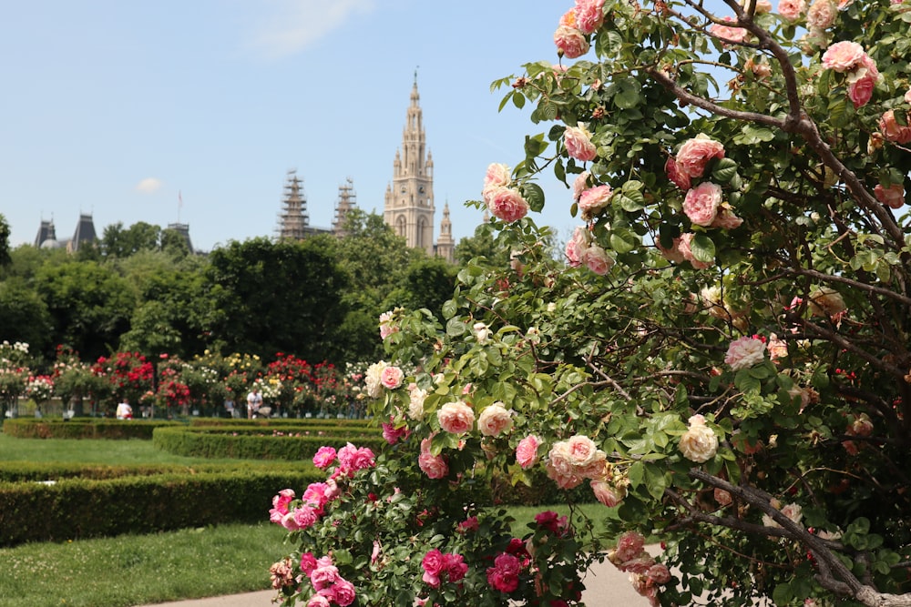 a view of a park with a lot of flowers