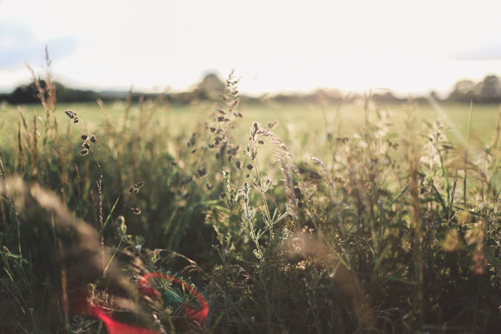 a field of grass with a red frisbee in the middle of it