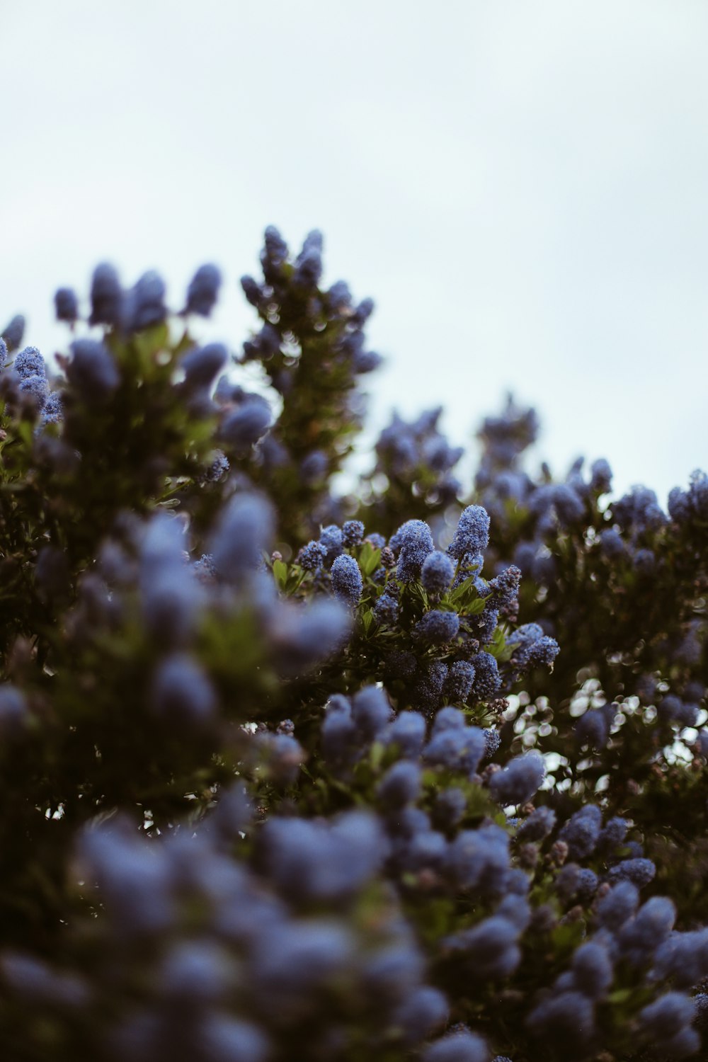 a bunch of blue flowers growing on a tree