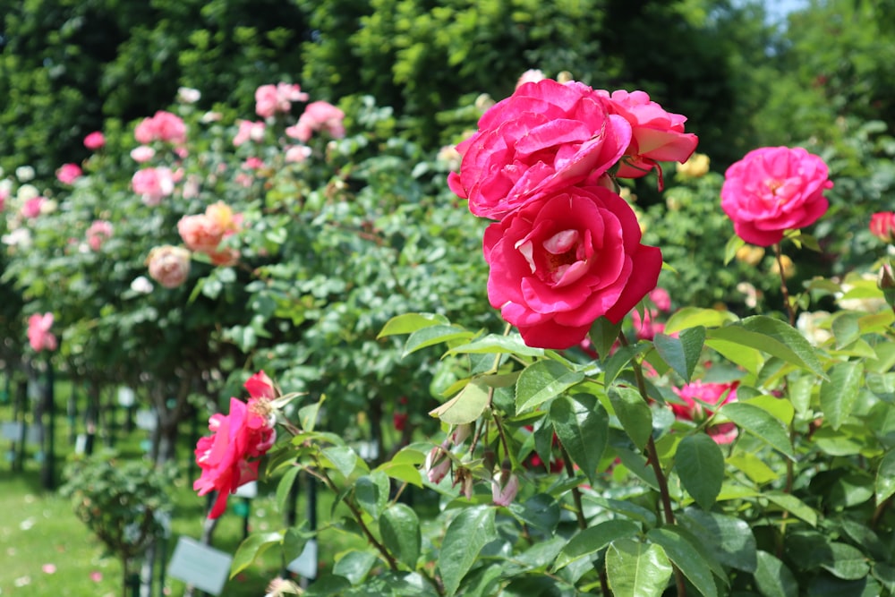 a garden filled with lots of pink flowers