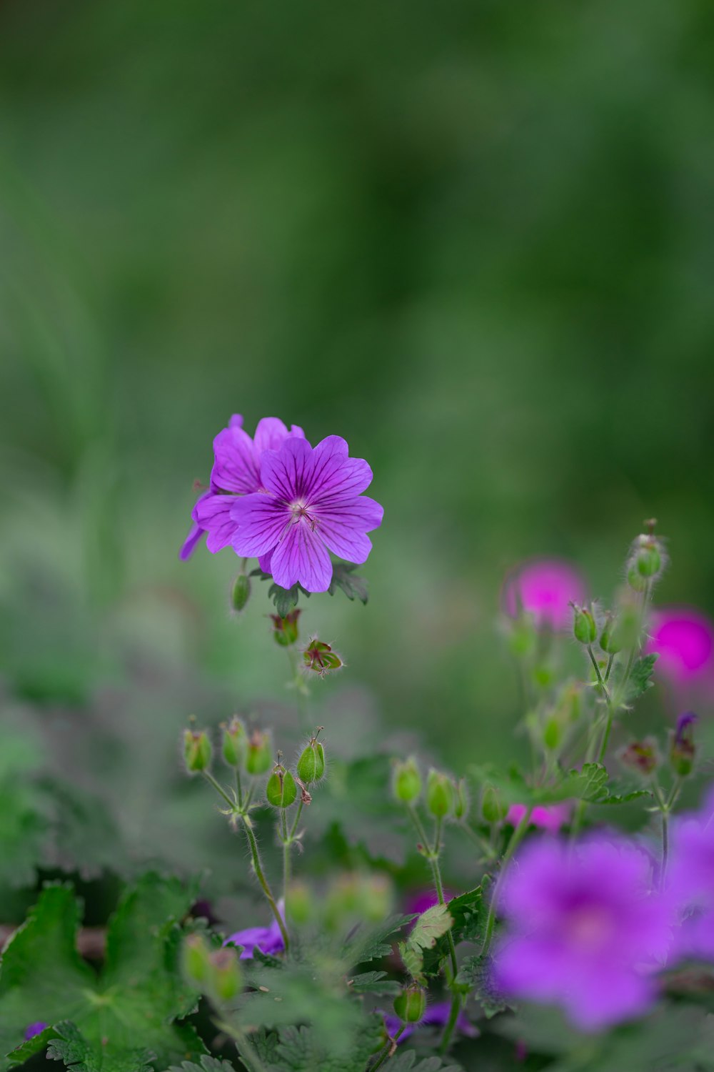 a close up of a purple flower