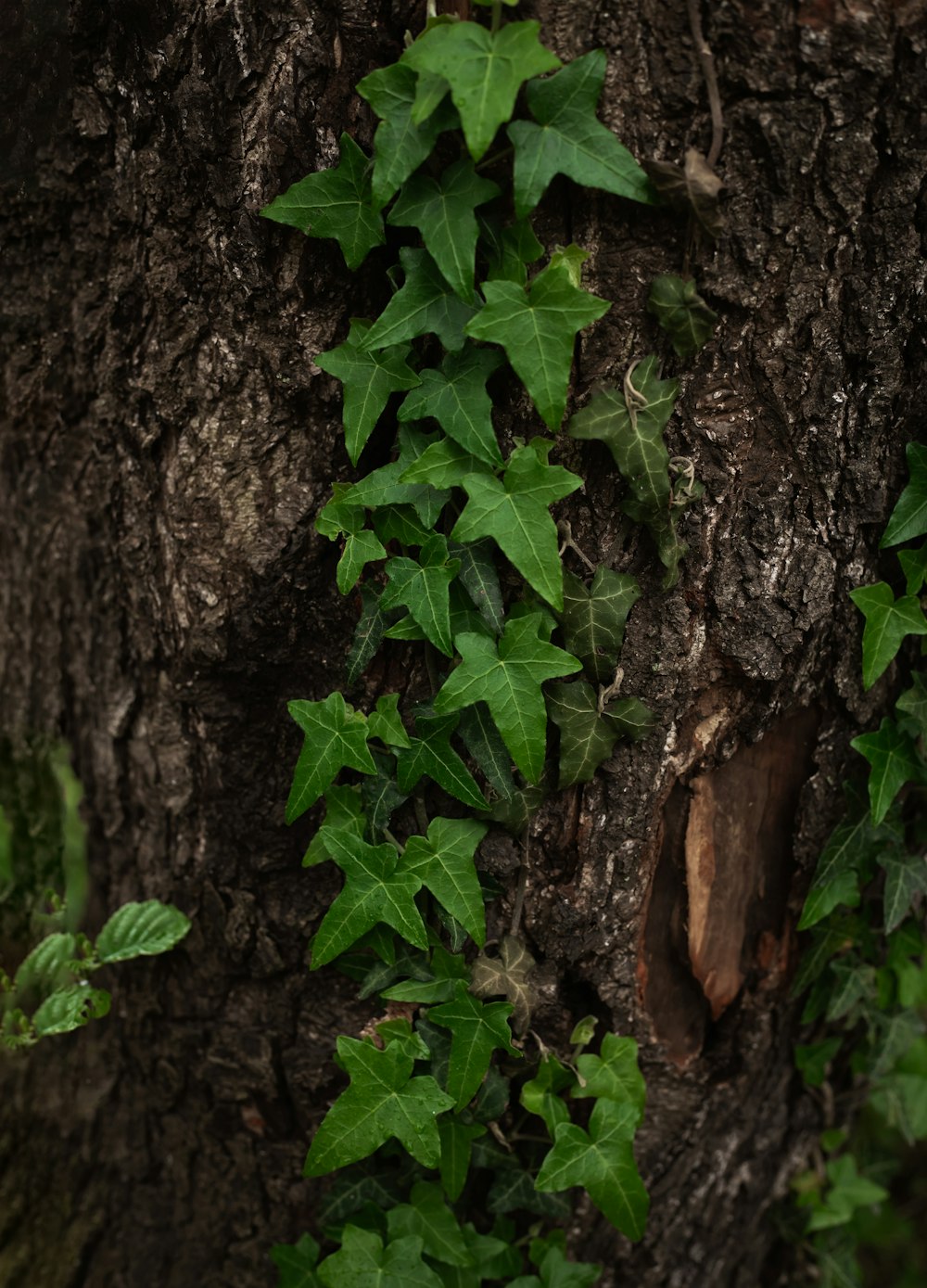 a tree trunk with green leaves