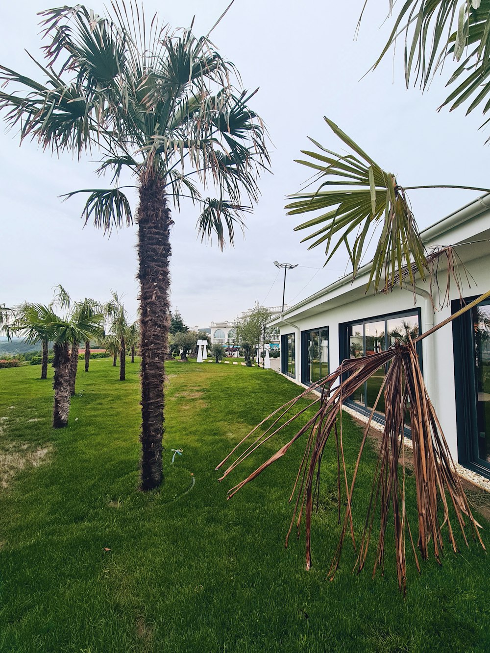 a palm tree in a yard