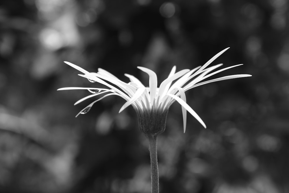 a close up of a flower