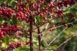 a tree with berries